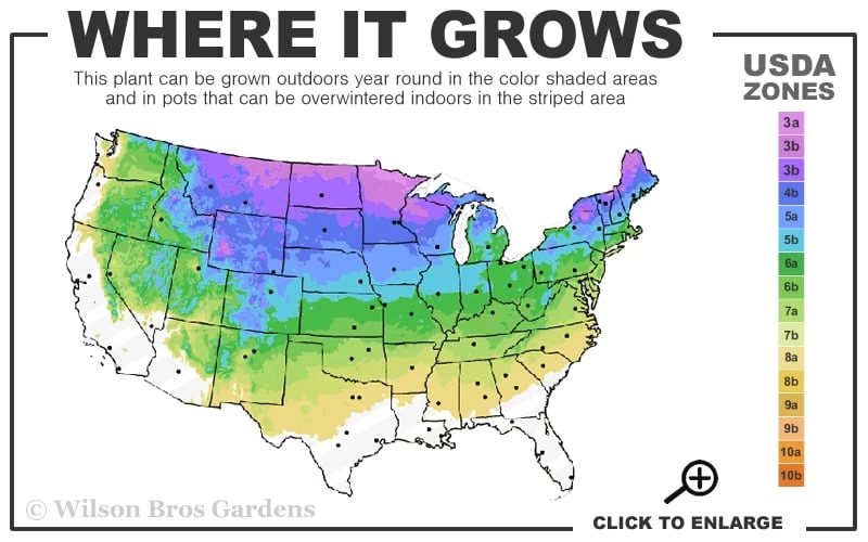 Columnar Colorado Blue Spruce (Picea Pungens 'Fastigiata') - 1 Gallon Pot - Image 3