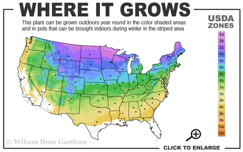 White Creeping Phlox - 6 Pack Of 1 Gallon Pots - Image 3