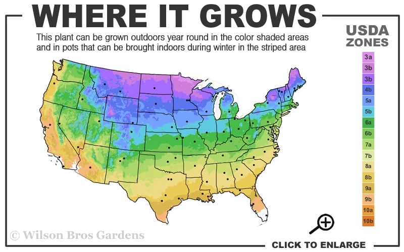 Empress Wu Giant Hosta Lily - 1 Gallon Pot - Image 3