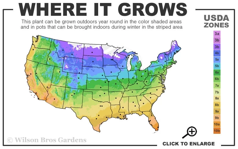 White Drift Rose - 1 Gallon Pot - Image 3