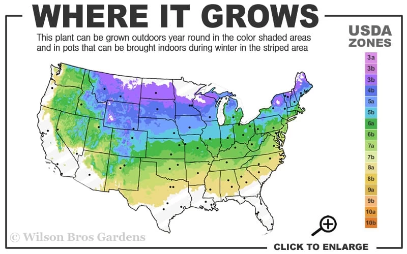 Vanderwolf's Pyramid Limber Pine (Pinus Flexilis) - 2 Gallon Pot - Image 3
