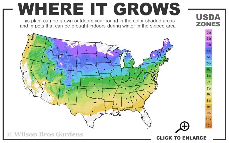 Lavender Obedient Plant (Physostegia Virginiana) - 1 Gallon Pot - Image 3