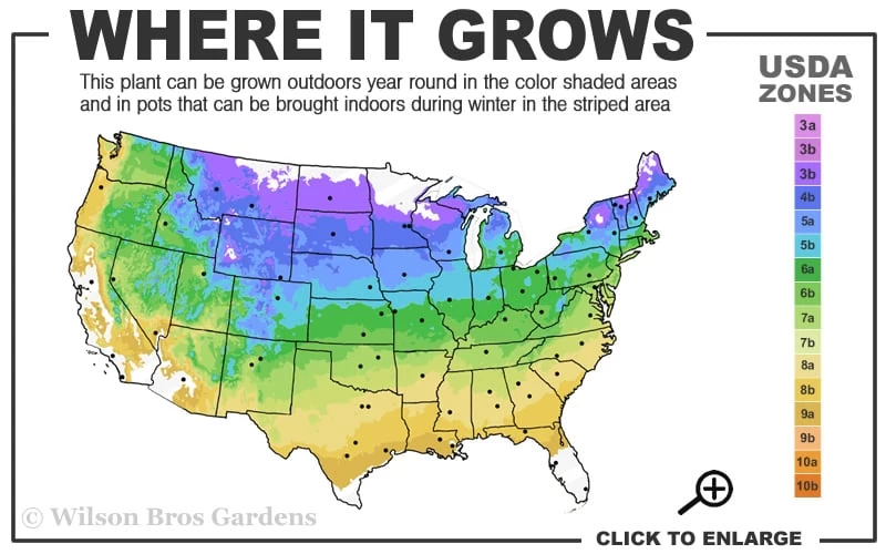 Climbing Hydrangea 'Petiolaris' - 5 Gallon Pot - Image 3