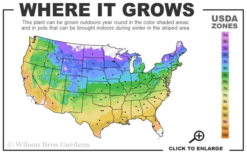 Beanpole Columnar Yew (Taxus Media) - 1 Gallon Pot - Image 3