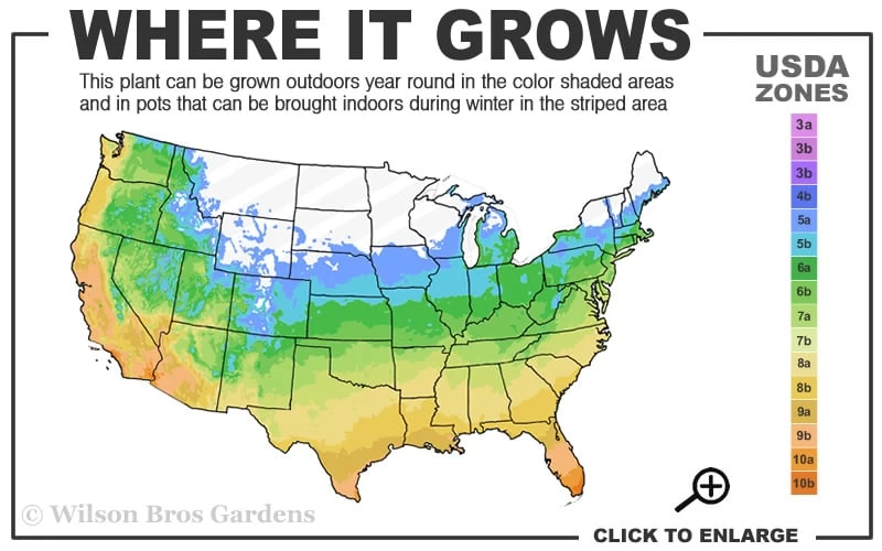 Petite Knock Out Rose - 2 Gallon Pot - Image 3