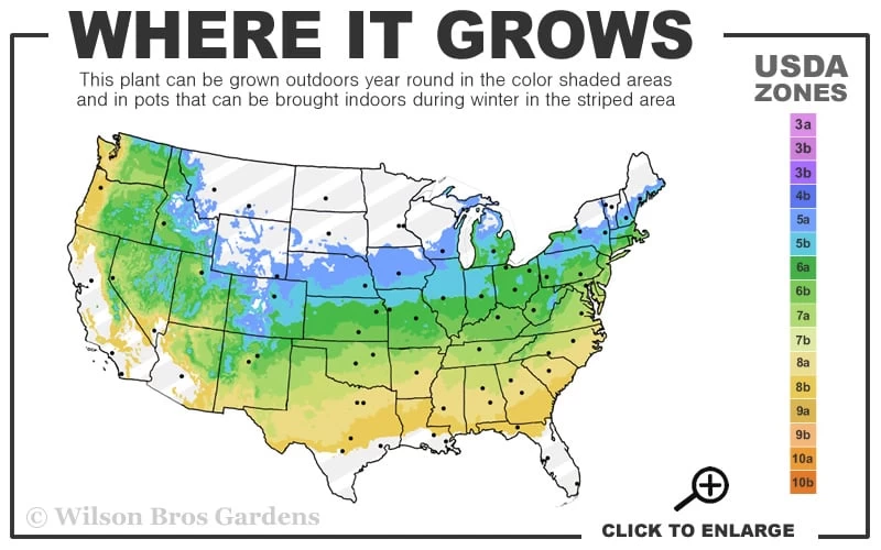 Zebra Hydrangea - 1 Gallon Pot - Image 3