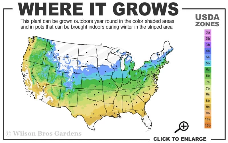Toyo Nishiki Flowering Quince - Chaenomeles Speciosa - 2 Gallon Pot - Image 3