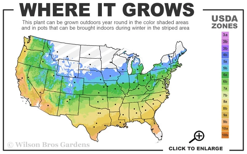 Blue Flowering Mazus - 36 Pack Of 3.5" Pint Pots - Image 3