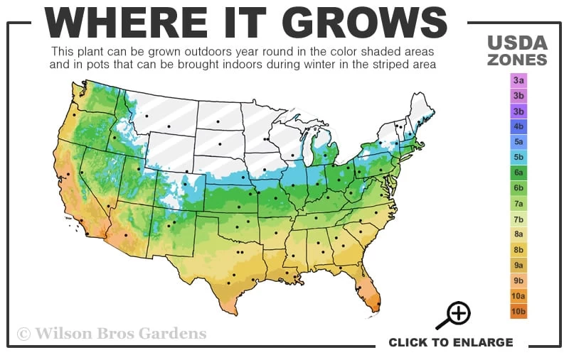 Claudia Wannamaker Southern Magnolia - 7 Gallon Pot (5-6') - Image 3