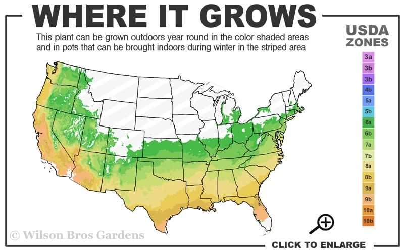 Autumn Sangria Encore Azalea - 3 Gallon Pot - Image 3