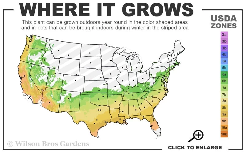 Autumn Empress Encore Azalea - 2 Gallon Pot - Image 3