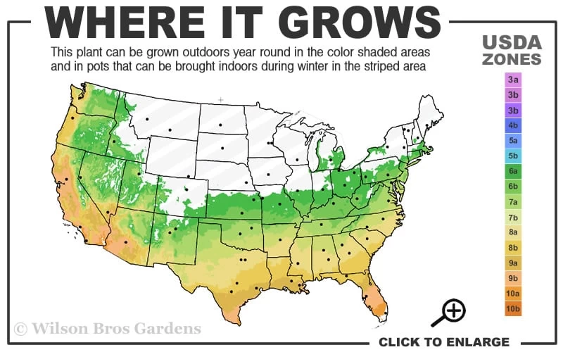 Ingelise English Ivy (Hedera) - 10 Pack Of 4" Pots - Image 3