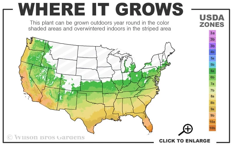 Pink Muhly Grass - Cotton Candy Grass - 1 Gallon Pot - Image 3