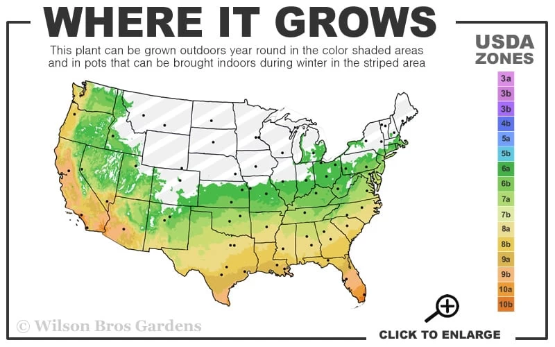 Stone Bamboo - Phyllostachys Angusta - 3 Gallon Pot (3-4') - Image 3