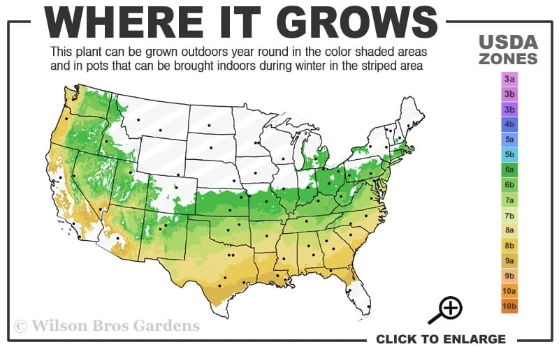 Taylor Pink Japanese Maple - 1 Gallon Pot - Image 3