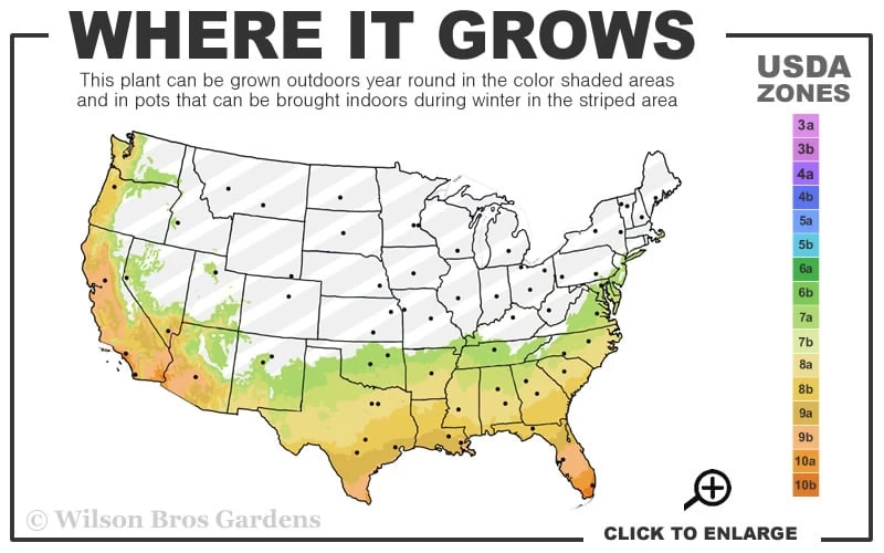 Maggie Cold Hardy Eucalyptus Tree (Eucalyptus Nova Anglica) - 2 Gallon Pot - Image 3