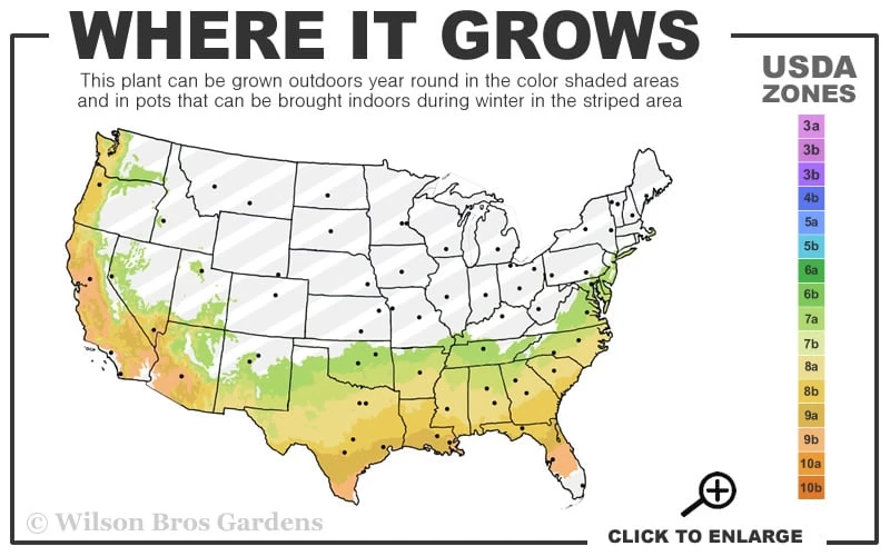 Snow Day Cold Hardy Eucalyptus Tree (Eucalyptus Gregsoniana) - 3 Quart Pot - Image 3