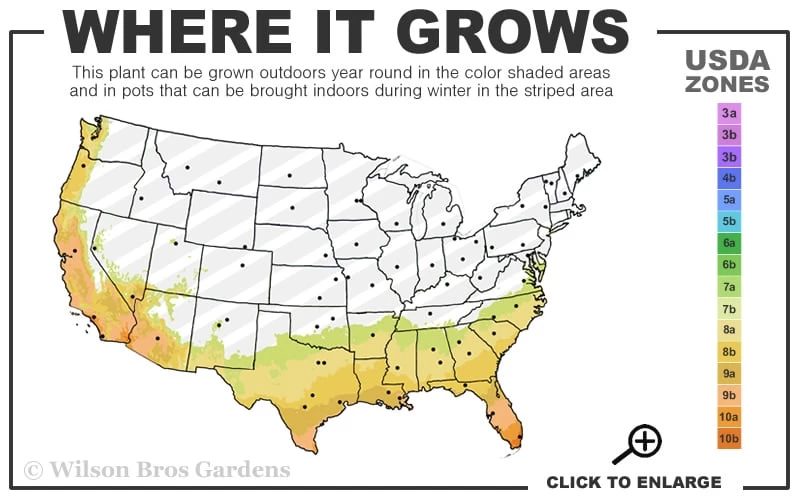 Ragin' Cajun Red Mexican Petunia (Ruellia Elegans) - 1 Gallon Pot - Image 3