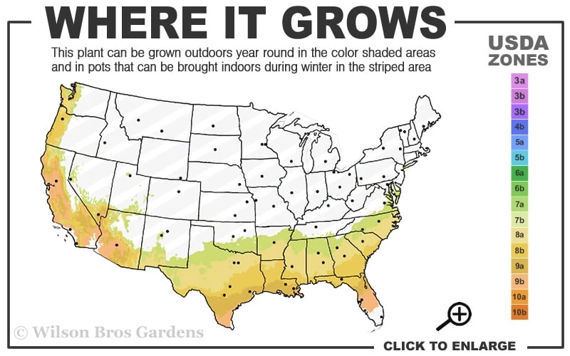 Alapaha Rabbiteye Blueberry - 7 Gallon Pot - Image 3