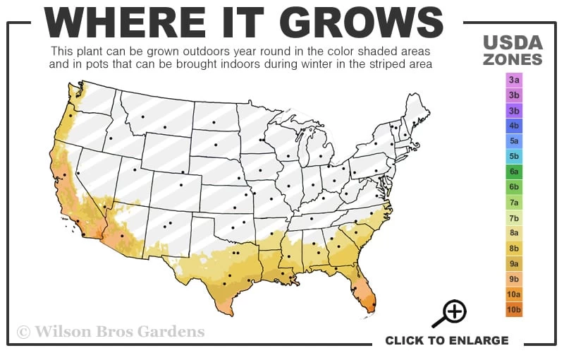 August Beauty Gardenia - 2.5 Quart Pot - Image 3