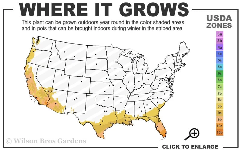 Lydia Tecoma - Esperanza - 1 Gallon Pot - Image 3