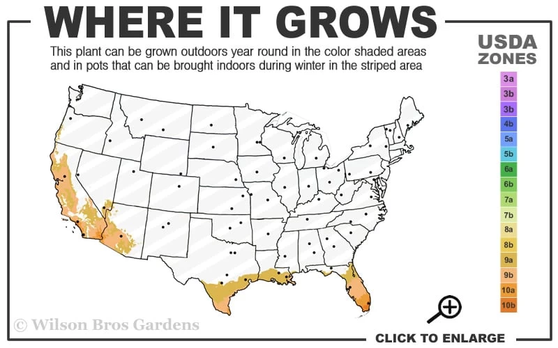 Yellow Buddha Belly Bamboo - Bambusa Ventricosa 'Kimmei' - 3 Gallon Pot - Image 3