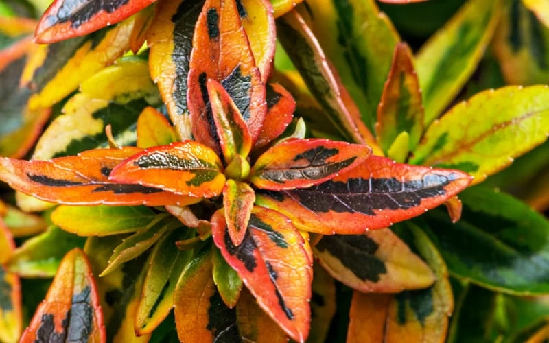 Kaleidoscope Dwarf Abelia - 3 Gallon Pot - Image 7