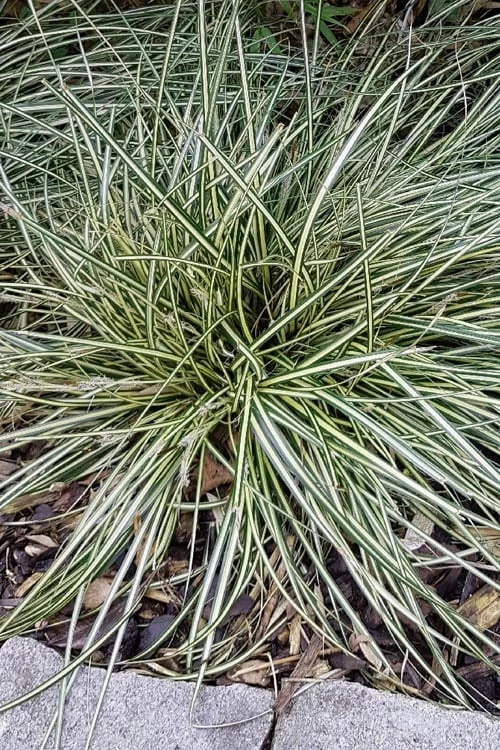 Variegated Sweet Flag (Acorus Gramineus 'Variegatus') - 5 Pack Of Quart Pots - Image 6