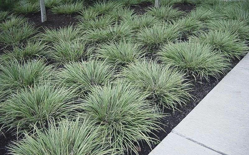 Variegated Sweet Flag (Acorus Gramineus 'Variegatus') - 5 Pack Of Quart Pots - Image 5