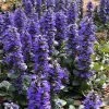Catlins Giant Ajuga - Bugleweed - 1 Gallon Pot