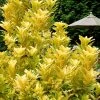 Florida Sunshine Anise - 3 Gallon Pot