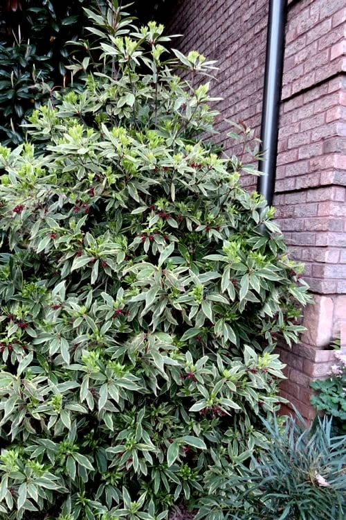 Pink Frost Florida Anise - Illicium Floridanum - 3 Gallon Pot - Image 4