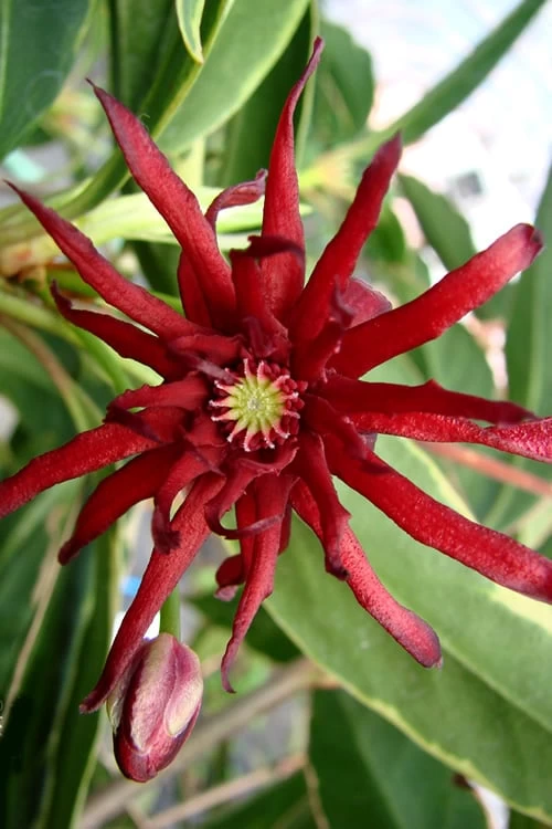 Pink Frost Florida Anise - Illicium Floridanum - 3 Gallon Pot - Image 5