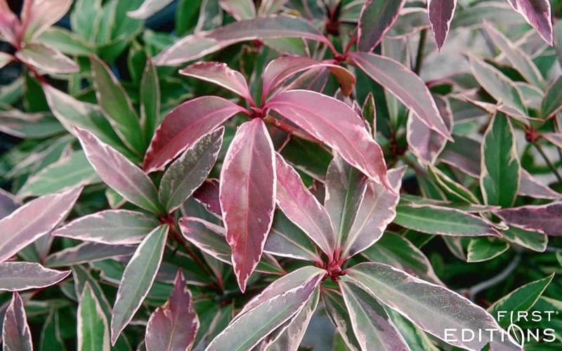 Pink Frost Florida Anise - Illicium Floridanum - 3 Gallon Pot - Image 6