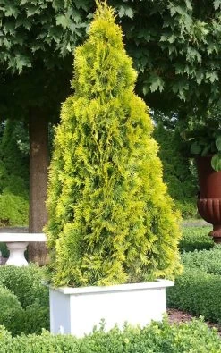 Highlights Arborvitae Thuja Janed Gold - 3 Gallon Pot