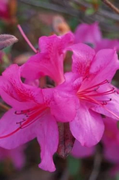 Autumn Amethyst Encore Azalea - 6 Pack Of 1 Gallon Pots