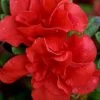Autumn Embers Encore Azalea - 7 Gallon Pot