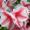 Autumn Starburst Encore Azalea - 3 Gallon Pot