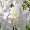 Mrs. G.G. Gerbing White Southern Indica Azalea - 7 Gallon Pot