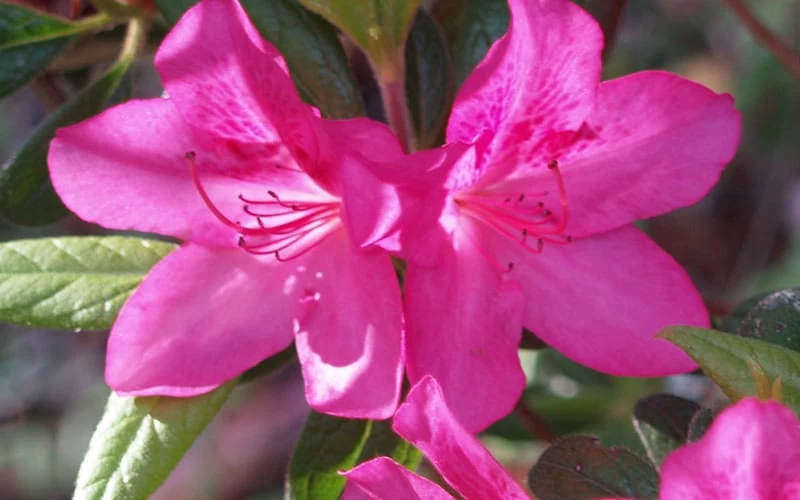 Judge Solomon Southern Indica Azalea - 3 Gallon Pot - Image 3