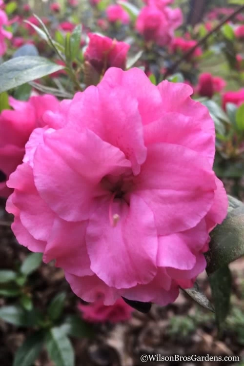 Rosebud Azalea - 3 Gallon Pot - Image 6