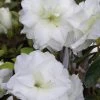 White Rosebud Azalea - 1 Gallon Pot