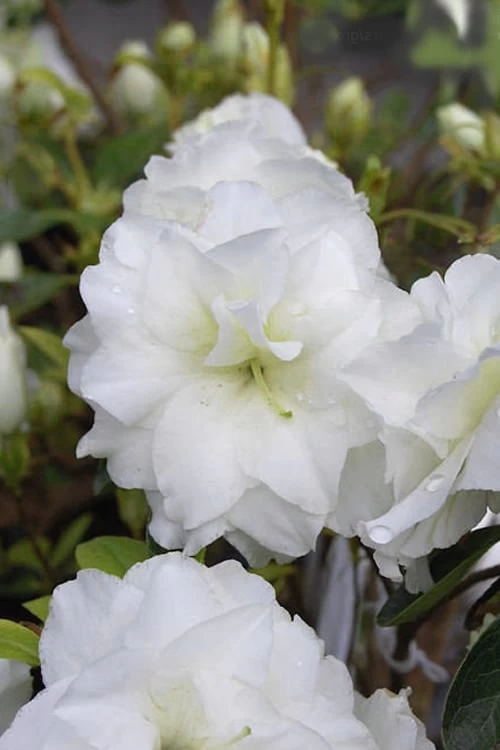 White Rosebud Azalea - 6 Pack Of 1 Gallon Pots - Image 4