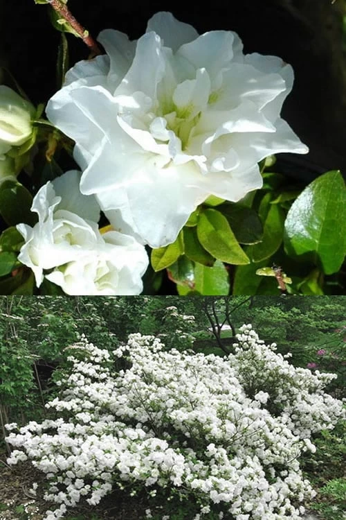 White Rosebud Azalea - 6 Pack Of 1 Gallon Pots - Image 5