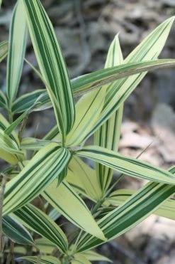 Albostriata Variegated Bamboo (Sam Bamboo) - Sasaella Masamuneana Albostriata - 1 Gallon Pot