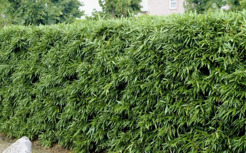 Bisset Bamboo (Phyllostachys Bissetii) - 3 Gallon Pot (4-6') - Image 5