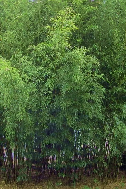 Bisset Bamboo (Phyllostachys Bissetii) - 3 Gallon Pot (4-6') - Image 8