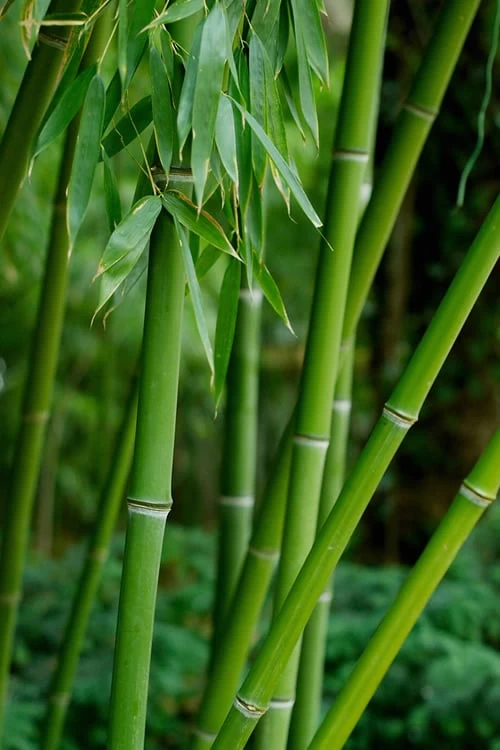Bisset Bamboo (Phyllostachys Bissetii) - 3 Gallon Pot (4-6') - Image 6