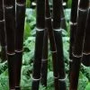 Black Bamboo - Phyllostachys Nigra - 3 Gallon Pot (Single Cane: 4-6'+)