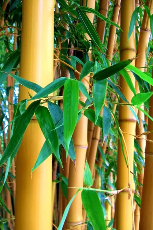 True Gold Golden Fish Pole Bamboo (Phyllostachys Aurea 'Holochrysa') - 3 Gallon Pot - Image 4